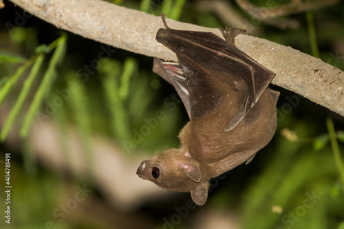 Egyptian Fruit Bat, Rousettus aegyptiacus