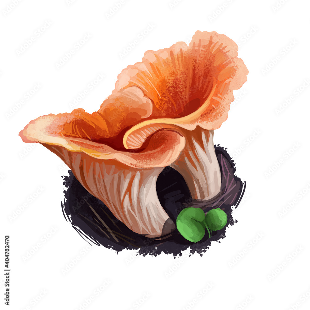 Φωτογραφία Turbinellus floccosus shaggy, scaly, or woolly chanterelle, cantharelloid mushroom of the family Gomphaceae closeup digital art illustration