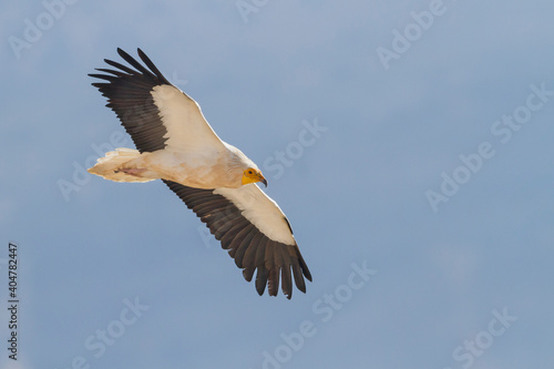 Egyptian Vulture  Neophron percnopterus © AGAMI