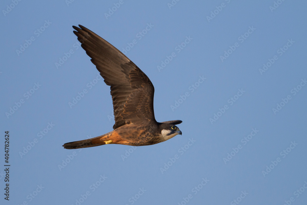 Ταπετσαρία Eleonora's Falcon, Eleonora's Valk, Falco eleonorae
