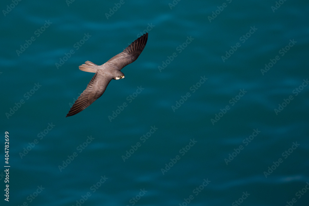 Eleonora's Falcon, Eleonora's Valk, Falco eleonorae Eleonora's Falcon, Eleonora's Valk, Falco eleonorae