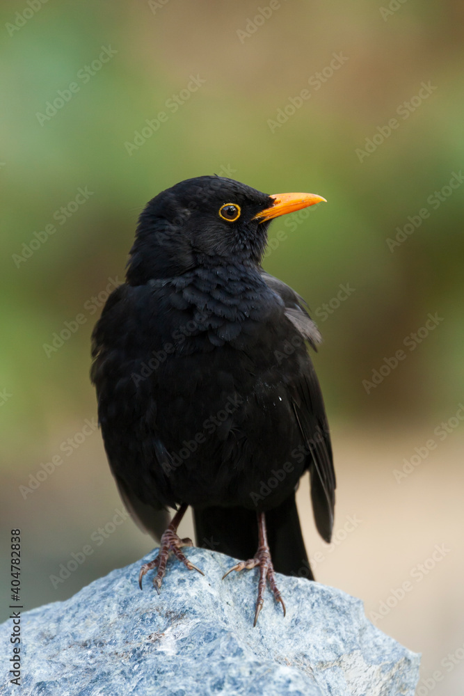 Fototapeta premium Merel, Eurasian Blackbird, Turdus merula