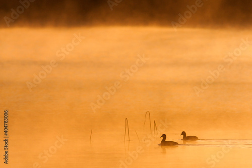 Eurasian Coot; Meerkoet; Fulica atra photo