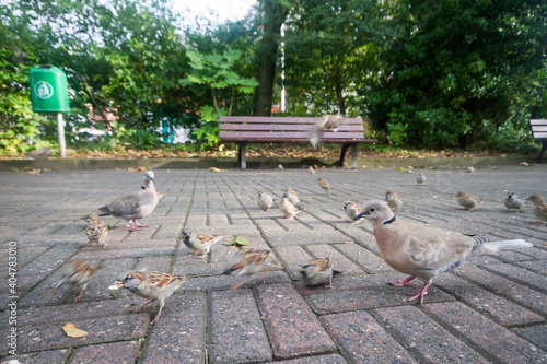 Turkse Tortel, Eurasian Collared Dove, Streptopelia decaocto photo