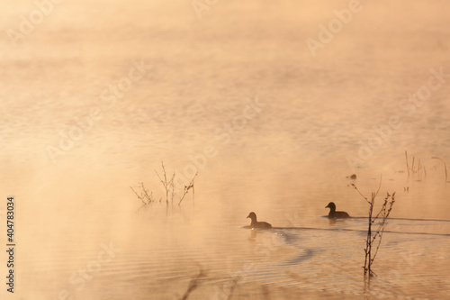 Eurasian Coot; Meerkoet; Fulica atra photo