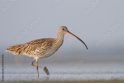 Wulp, Eurasian Curlew, Numenius arquatus orientalis photo