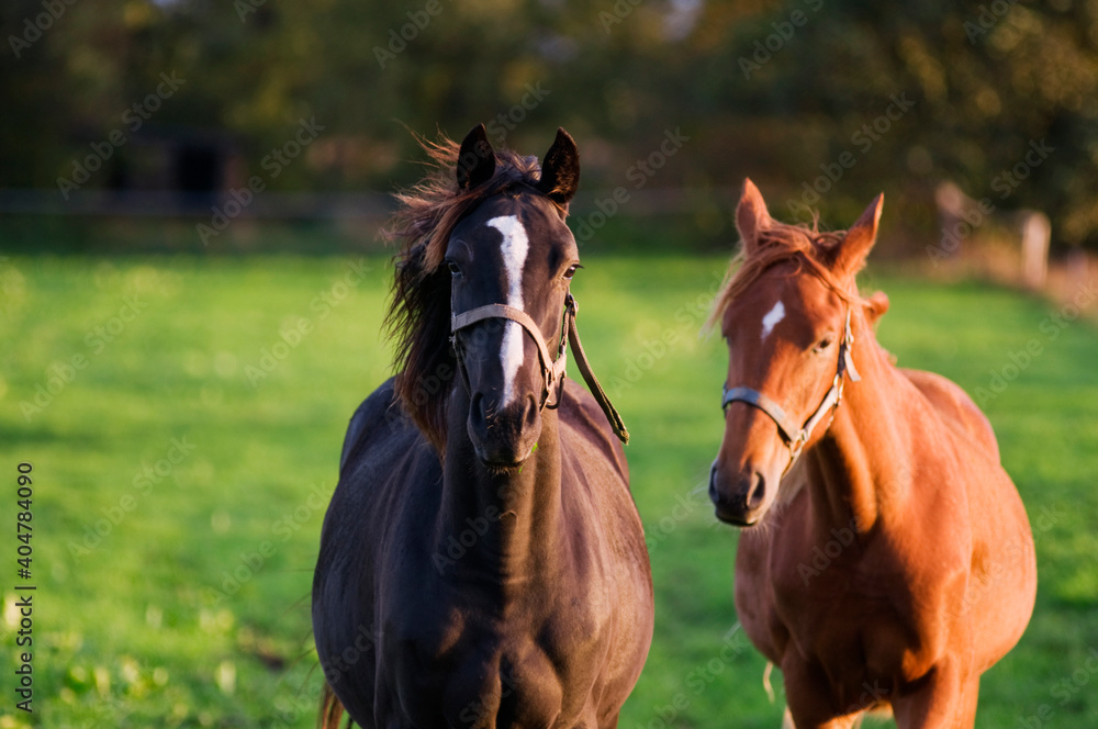 Dark and light brown horses Dark and light brown horses