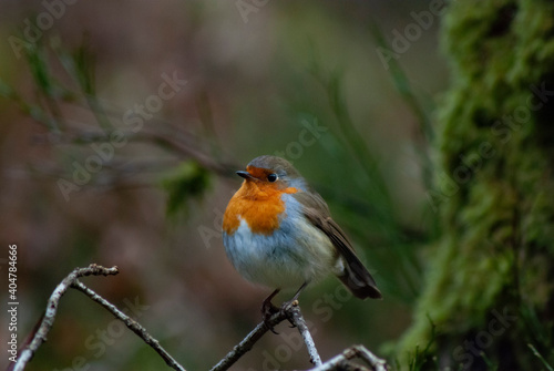 Close up of a red breasted European Robin in the woods in the english countryside