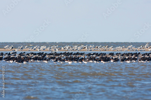 Scholekster, Eurasian Oystercatcher, Haematopus ostralegus ostralegus photo