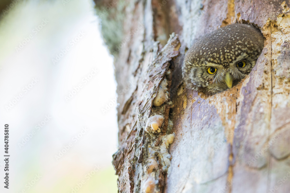 Obraz premium Dwerguil, Eurasian Pygmy Owl, Glaucidium passerinum