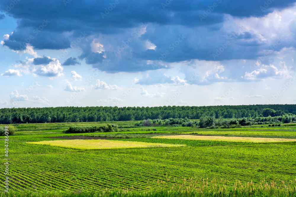 View of crops and forest in the distance