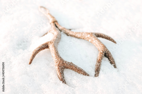 Deer antlers in snow / winter horns

