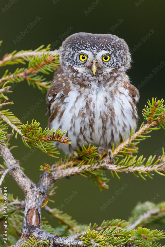 Dwerguil, Eurasian Pygmy Owl, Glaucidium passerinum Dwerguil, Eurasian Pygmy Owl, Glaucidium passerinum