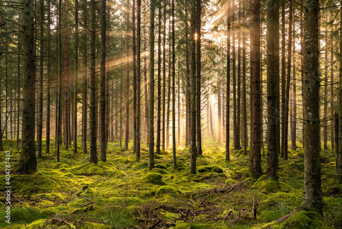 Wald Sonnenstrahlen Schweden