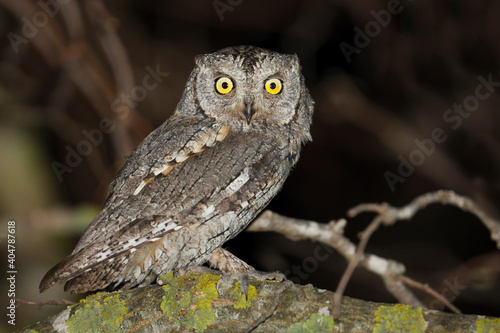 Dwergooruil, Eurasian Scops-Owl, Otus scops