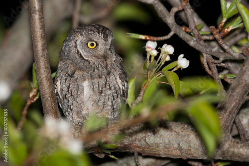 Dwergooruil, Eurasian Scops-Owl, Otus scops photo