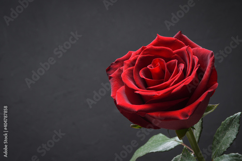 Background for Valentine's Day greeting card.Valentines day concept.Red, beautiful blooming rose. Close up.