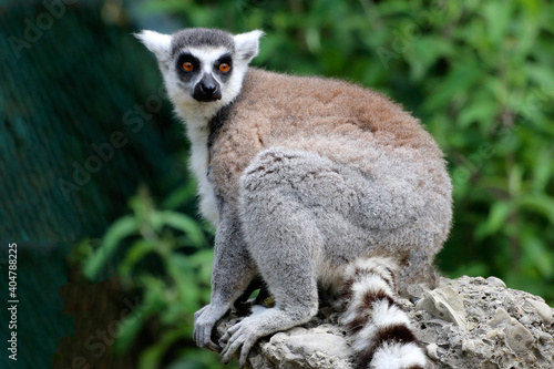  Katta (Lemur catta) Lemuren, Madagaskar