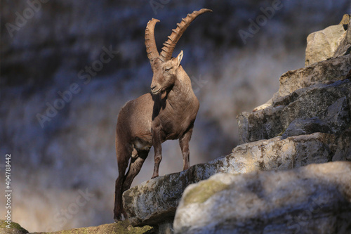 Canvastavla Alpensteinbock (Capra ibex) oder Gemeiner Steinbock