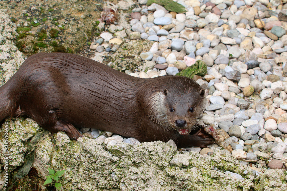 Eurasischer Fischotter (Lutra lutra) Wildtier Eurasischer Fischotter (Lutra lutra) Wildtier