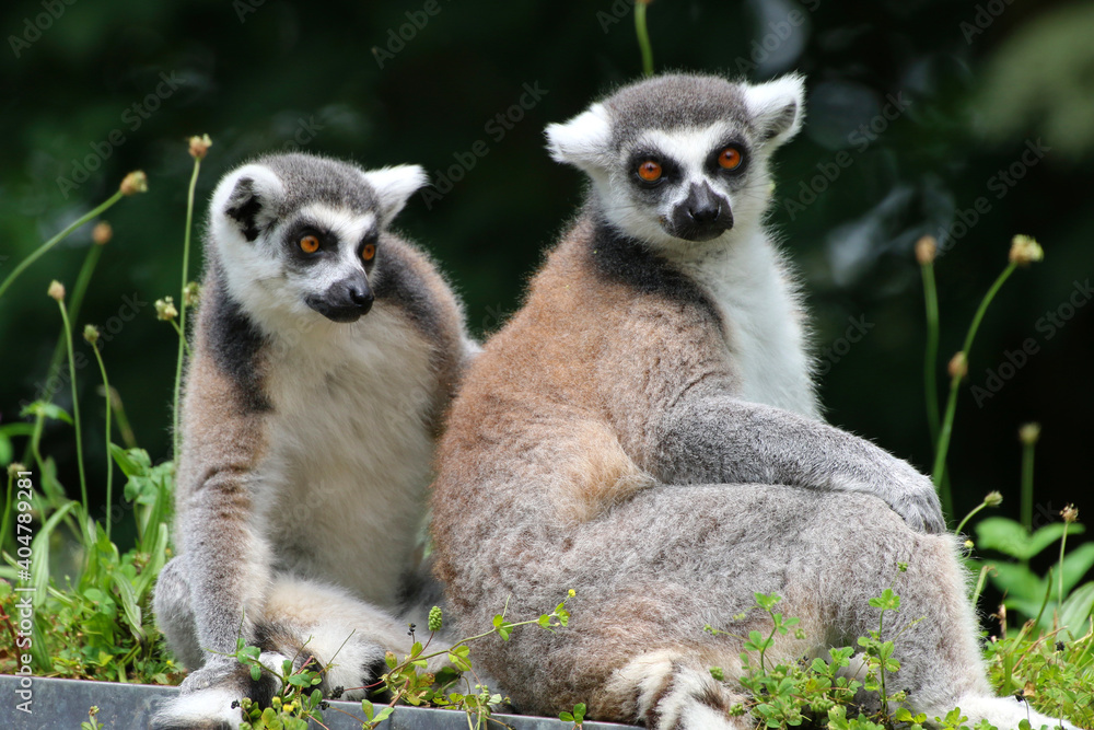 Fotografie Katta (Lemur catta) Lemuren, Madagaskar