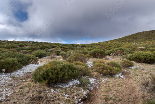 High-mountain scrublands of Cytisus oromediterraneus Fototapeta