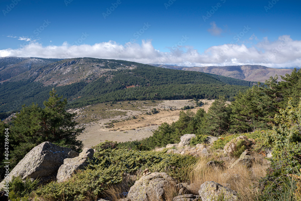 Forest of Scots pine tree, Pinus sylvestris. Photo taken in the municipality of Bustarviejo, province of Madrid, Spain Forest of Scots pine tree, Pinus sylvestris. Photo taken in the municipality of Bustarviejo, province of Madrid, Spain