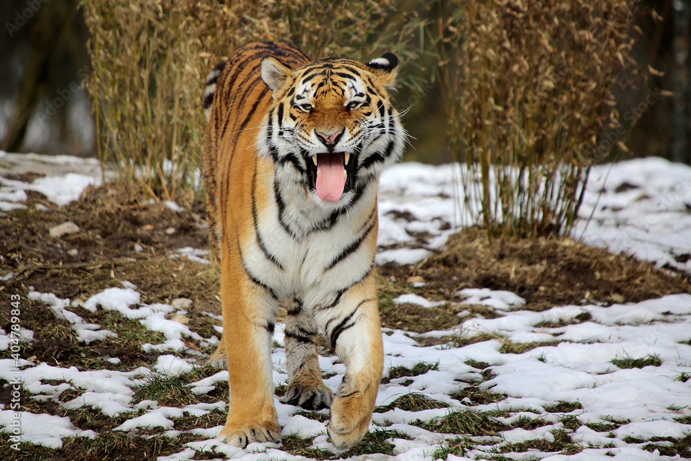 Obraz premium Sibirische Tiger (Panthera tigris altaica) auch Amurtiger oder Ussuritiger, Raubtier