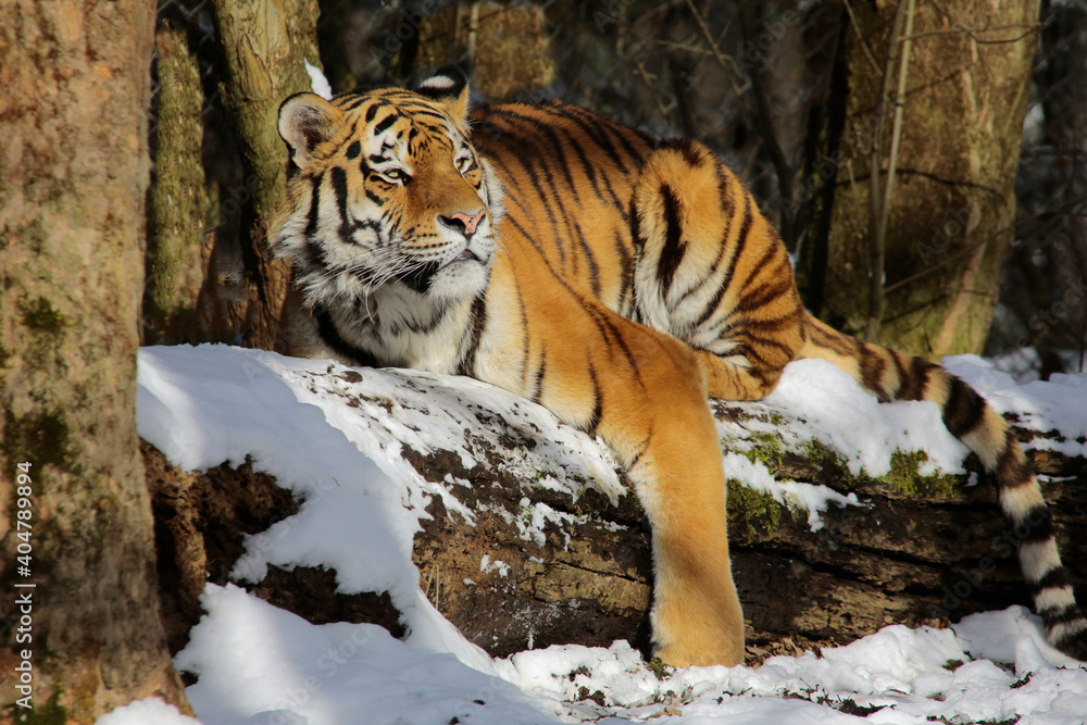 Sibirische Tiger (Panthera tigris altaica) auch Amurtiger oder Ussuritiger, Raubtier Sibirische Tiger (Panthera tigris altaica) auch Amurtiger oder Ussuritiger, Raubtier