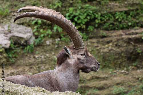 Alpensteinbock  Capra ibex  oder Gemeiner Steinbock