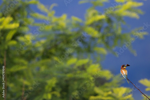 Bijeneter, European Bee-eater, Merops apiaster photo