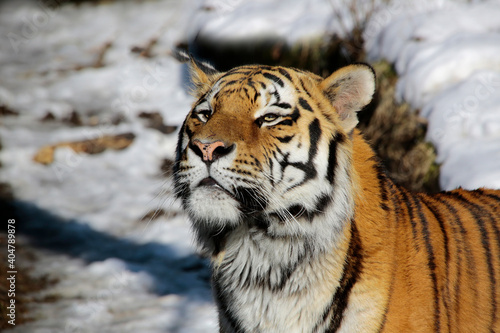 Sibirische Tiger (Panthera tigris altaica) auch Amurtiger oder Ussuritiger, Raubtier