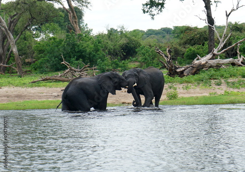 Photography elephants in the water