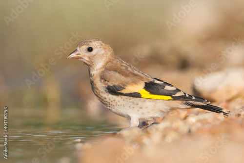 European Goldfinch, Putter,  Carduelis carduelis ssp. balcanica photo