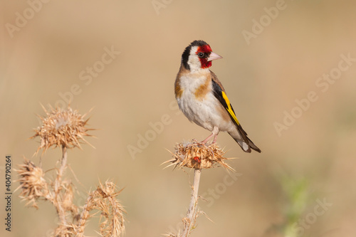 European Goldfinch, Putter, Carduelis carduelis ssp. balcanica