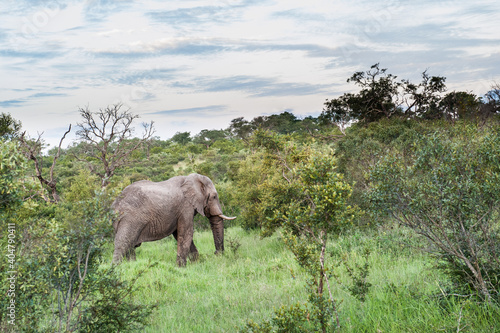 Südafrika Safari, South Africa Safari 