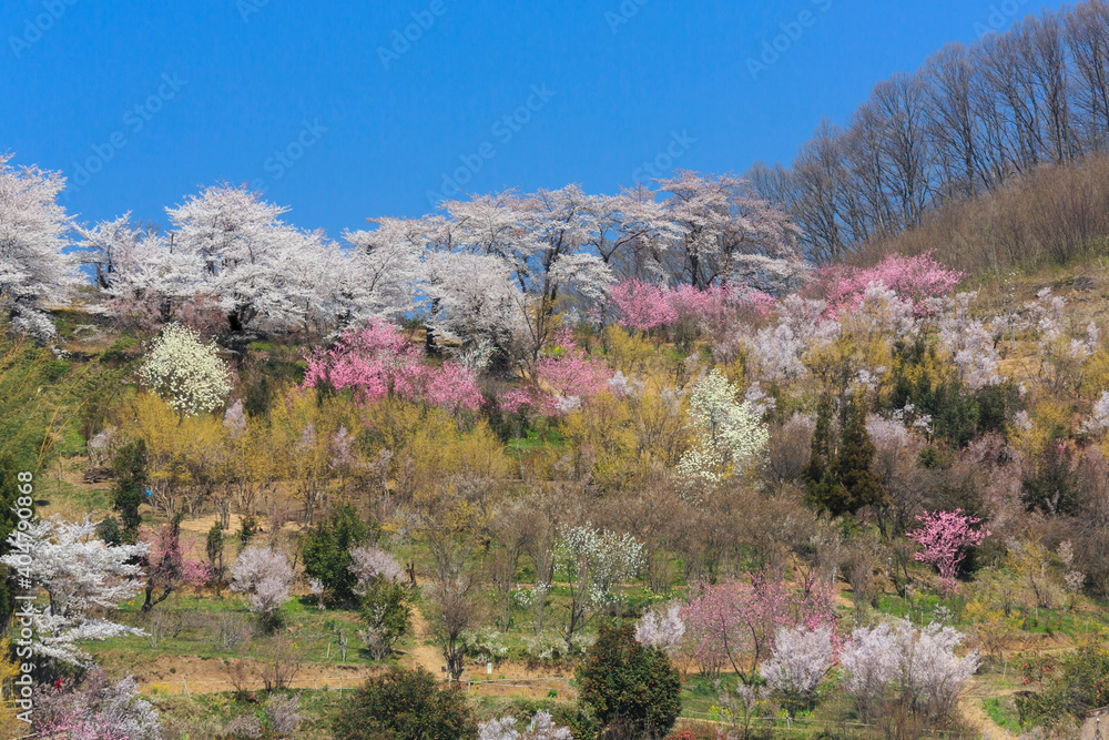 春の花見山