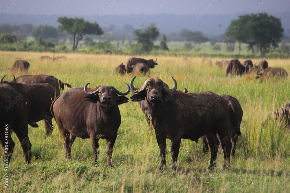 herd of wildebeest herd of wildebeest