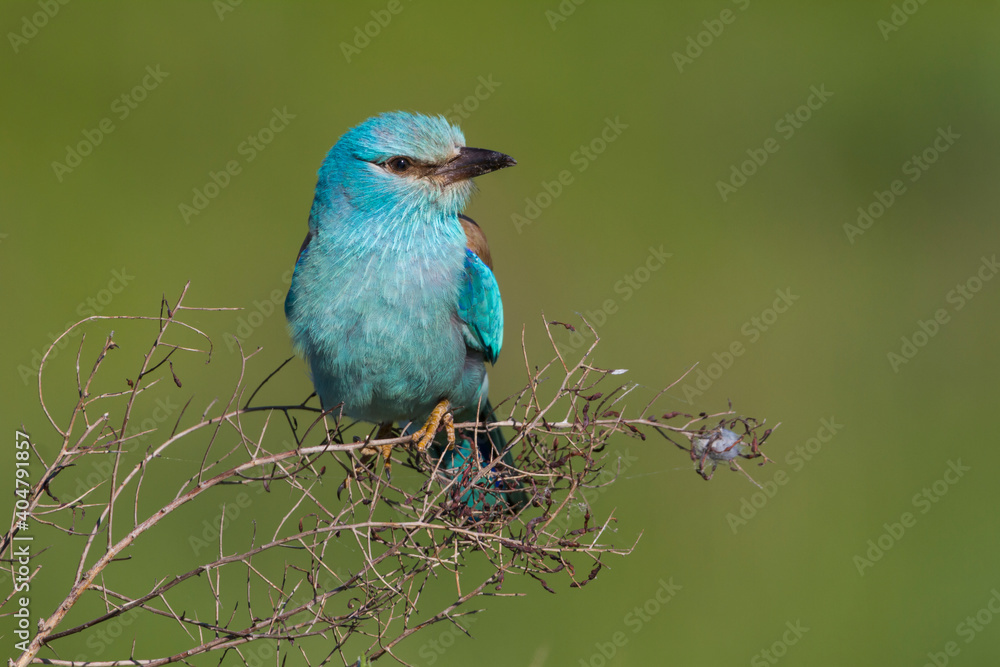 Scharrelaar, European Roller, Coracias garrulus semenowi