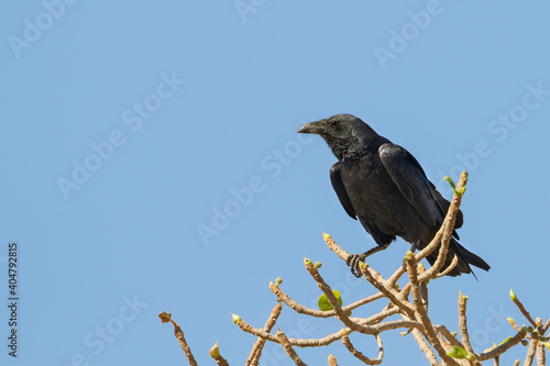 Waaierstaartraaf, Fan-tailed Raven, Corvus rhipidurus © AGAMI