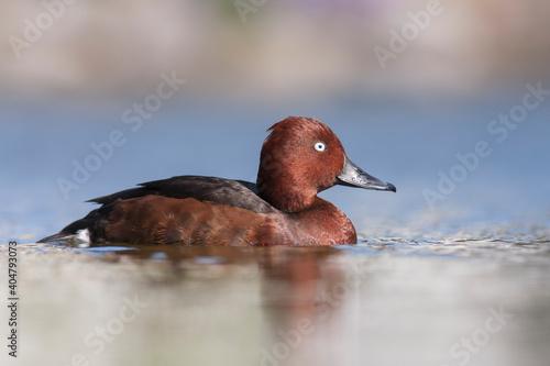 Witoogeend, Ferruginous Duck, Aythya nyroca photo