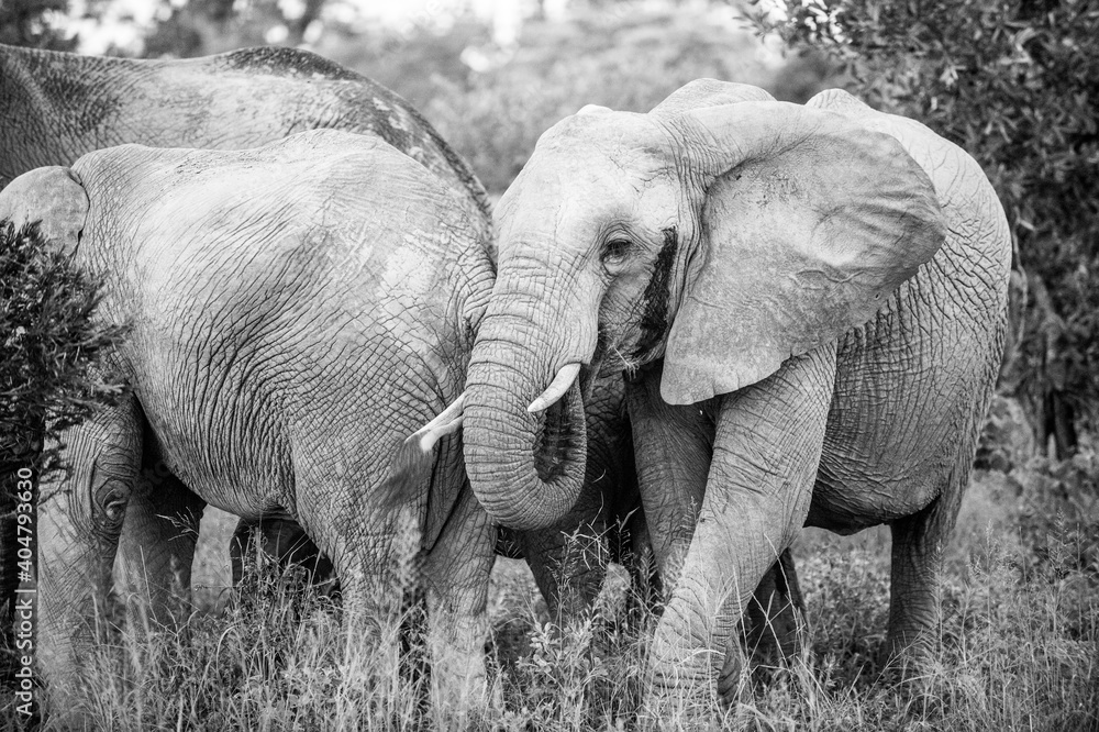 Naklejka premium Safari Bilder Südafrika, Safari Photos South Africa