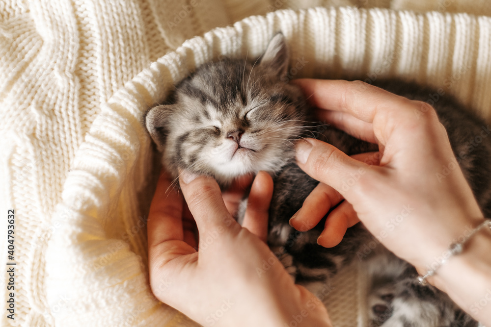 Cute little tabby kitten sleeps in the female palms