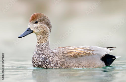 Krakeend, Gadwall, Anas streperea photo