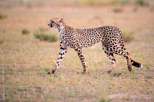 Side view of Cheetah, Acinonyx jubatus  walking in arid savanna. Typical Kalahari environment a few weeks after green season. On safari in the valley of Nossob river, Kgalagadi transfrontier park. © Martin Mecnarowski