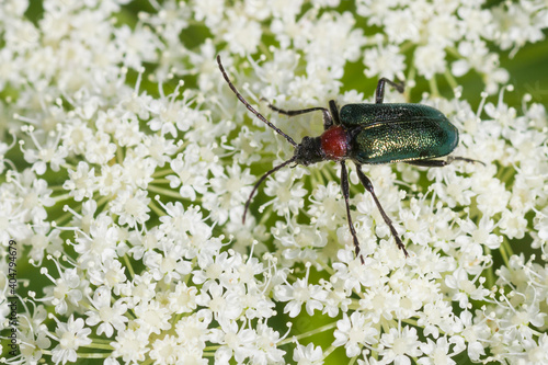 Gaurotes virginea photo