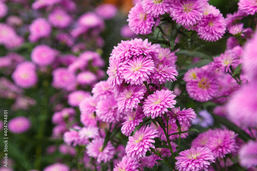Beautiful of Benjamas .flower background Beautiful of Benjamas .flower background