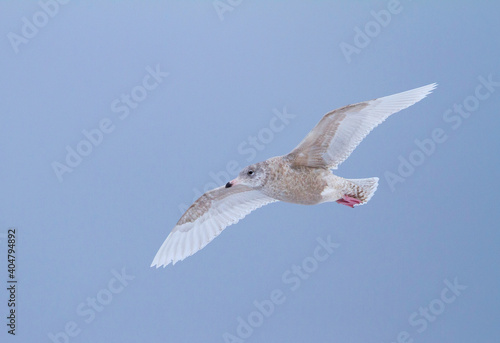 Grote Burgemeester  Glaucous Gull  Larus hyperboreus ssp. hyperboreus