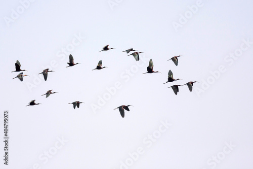 Zwarte Ibis, Glossy Ibis, Plegadis falcinellus