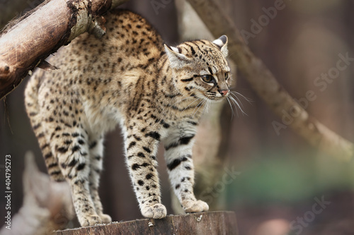 Geoffroy's cat, Leopardus geoffroyi, a wild cat native to South America on a branch against abstract background. Threatening posture, ears down. Night and lonely South American cat. © Martin Mecnarowski